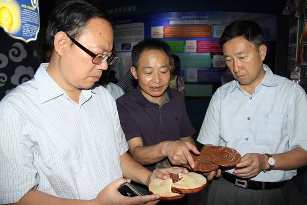 杭州亞運(yùn)會(huì)官方靈芝產(chǎn)品供應(yīng)商|杭州亞運(yùn)會(huì)官方供應(yīng)商|中國(guó)靈芝十大品牌|仙客來(lái)靈芝|仙客來(lái)靈芝破壁孢子粉|仙客來(lái)孢子油|仙客來(lái)靈芝飲片|仙客來(lái)破壁孢子粉|靈芝孢子油|孢子粉|靈芝破壁孢子粉|靈芝|中華老字號(hào)