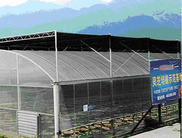 杭州亞運(yùn)會官方靈芝產(chǎn)品供應(yīng)商|杭州亞運(yùn)會官方供應(yīng)商|中國靈芝十大品牌|仙客來靈芝|仙客來靈芝破壁孢子粉|仙客來孢子油|仙客來靈芝飲片|仙客來破壁孢子粉|靈芝孢子油|孢子粉|靈芝破壁孢子粉|靈芝|中華老字號 杭州亞運(yùn)會官方靈芝產(chǎn)品供應(yīng)商|杭州亞運(yùn)會官方供應(yīng)商|中國靈芝十大品牌|仙客來靈芝|仙客來靈芝破壁孢子粉|仙客來孢子油|仙客來靈芝飲片|仙客來破壁孢子粉|靈芝孢子油|孢子粉|靈芝破壁孢子粉|靈芝|中華老字號