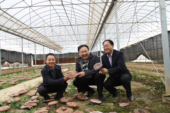 杭州亞運會官方靈芝產(chǎn)品供應(yīng)商|杭州亞運會官方供應(yīng)商|中國靈芝十大品牌|仙客來靈芝|仙客來靈芝破壁孢子粉|仙客來孢子油|仙客來靈芝飲片|仙客來破壁孢子粉|靈芝孢子油|孢子粉|靈芝破壁孢子粉|靈芝|中華老字號 杭州亞運會官方靈芝產(chǎn)品供應(yīng)商|杭州亞運會官方供應(yīng)商|中國靈芝十大品牌|仙客來靈芝|仙客來靈芝破壁孢子粉|仙客來孢子油|仙客來靈芝飲片|仙客來破壁孢子粉|靈芝孢子油|孢子粉|靈芝破壁孢子粉|靈芝|中華老字號