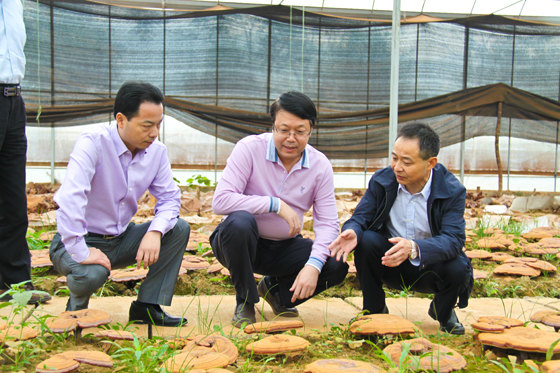 杭州亞運(yùn)會(huì)官方靈芝產(chǎn)品供應(yīng)商|杭州亞運(yùn)會(huì)官方供應(yīng)商|中國(guó)靈芝十大品牌|仙客來(lái)靈芝|仙客來(lái)靈芝破壁孢子粉|仙客來(lái)孢子油|仙客來(lái)靈芝飲片|仙客來(lái)破壁孢子粉|靈芝孢子油|孢子粉|靈芝破壁孢子粉|靈芝|中華老字號(hào) 杭州亞運(yùn)會(huì)官方靈芝產(chǎn)品供應(yīng)商|杭州亞運(yùn)會(huì)官方供應(yīng)商|中國(guó)靈芝十大品牌|仙客來(lái)靈芝|仙客來(lái)靈芝破壁孢子粉|仙客來(lái)孢子油|仙客來(lái)靈芝飲片|仙客來(lái)破壁孢子粉|靈芝孢子油|孢子粉|靈芝破壁孢子粉|靈芝|中華老字號(hào)