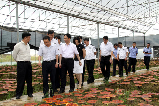 杭州亞運(yùn)會(huì)官方靈芝產(chǎn)品供應(yīng)商|杭州亞運(yùn)會(huì)官方供應(yīng)商|中國(guó)靈芝十大品牌|仙客來(lái)靈芝|仙客來(lái)靈芝破壁孢子粉|仙客來(lái)孢子油|仙客來(lái)靈芝飲片|仙客來(lái)破壁孢子粉|靈芝孢子油|孢子粉|靈芝破壁孢子粉|靈芝|中華老字號(hào) 杭州亞運(yùn)會(huì)官方靈芝產(chǎn)品供應(yīng)商|杭州亞運(yùn)會(huì)官方供應(yīng)商|中國(guó)靈芝十大品牌|仙客來(lái)靈芝|仙客來(lái)靈芝破壁孢子粉|仙客來(lái)孢子油|仙客來(lái)靈芝飲片|仙客來(lái)破壁孢子粉|靈芝孢子油|孢子粉|靈芝破壁孢子粉|靈芝|中華老字號(hào)