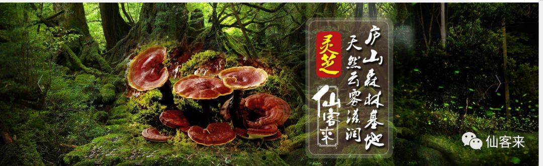 杭州亞運會官方靈芝產(chǎn)品供應(yīng)商|杭州亞運會官方供應(yīng)商|中國靈芝十大品牌|仙客來靈芝|仙客來靈芝破壁孢子粉|仙客來孢子油|仙客來靈芝飲片|仙客來破壁孢子粉|靈芝孢子油|孢子粉|靈芝破壁孢子粉|靈芝|中華老字號 杭州亞運會官方靈芝產(chǎn)品供應(yīng)商|杭州亞運會官方供應(yīng)商|中國靈芝十大品牌|仙客來靈芝|仙客來靈芝破壁孢子粉|仙客來孢子油|仙客來靈芝飲片|仙客來破壁孢子粉|靈芝孢子油|孢子粉|靈芝破壁孢子粉|靈芝|中華老字號