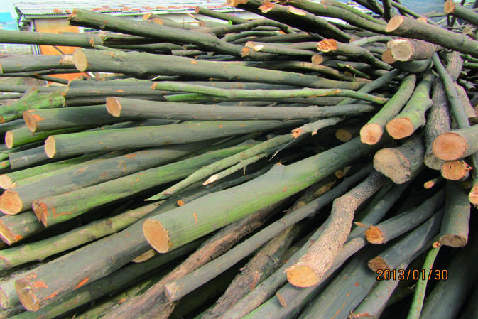 櫟木|仙客來靈芝|中國靈芝十大品牌|中國馳名商標(biāo)|中國首家靈芝全產(chǎn)業(yè)鏈可視工廠 櫟木|仙客來靈芝|中國靈芝十大品牌|中國馳名商標(biāo)|中國首家靈芝全產(chǎn)業(yè)鏈可視工廠