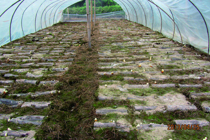 覆土后|仙客來靈芝|中國靈芝十大品牌|中國馳名商標(biāo)|中國首家靈芝全產(chǎn)業(yè)鏈可視工廠 覆土后|仙客來靈芝|中國靈芝十大品牌|中國馳名商標(biāo)|中國首家靈芝全產(chǎn)業(yè)鏈可視工廠