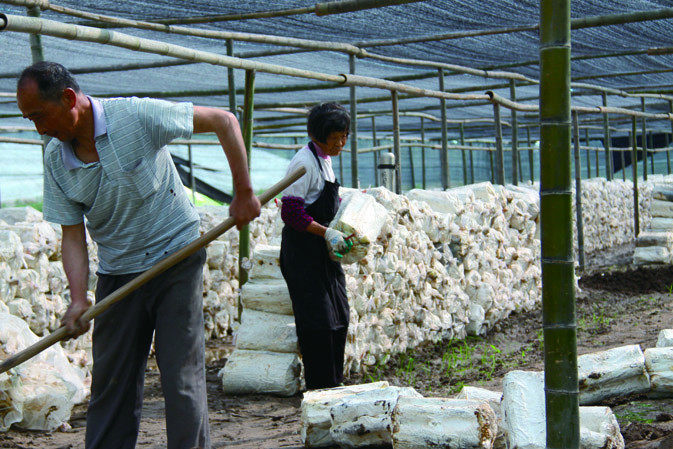 人工覆土|仙客來靈芝|中國靈芝十大品牌|中國馳名商標(biāo)|中國首家靈芝全產(chǎn)業(yè)鏈可視工廠 人工覆土|仙客來靈芝|中國靈芝十大品牌|中國馳名商標(biāo)|中國首家靈芝全產(chǎn)業(yè)鏈可視工廠