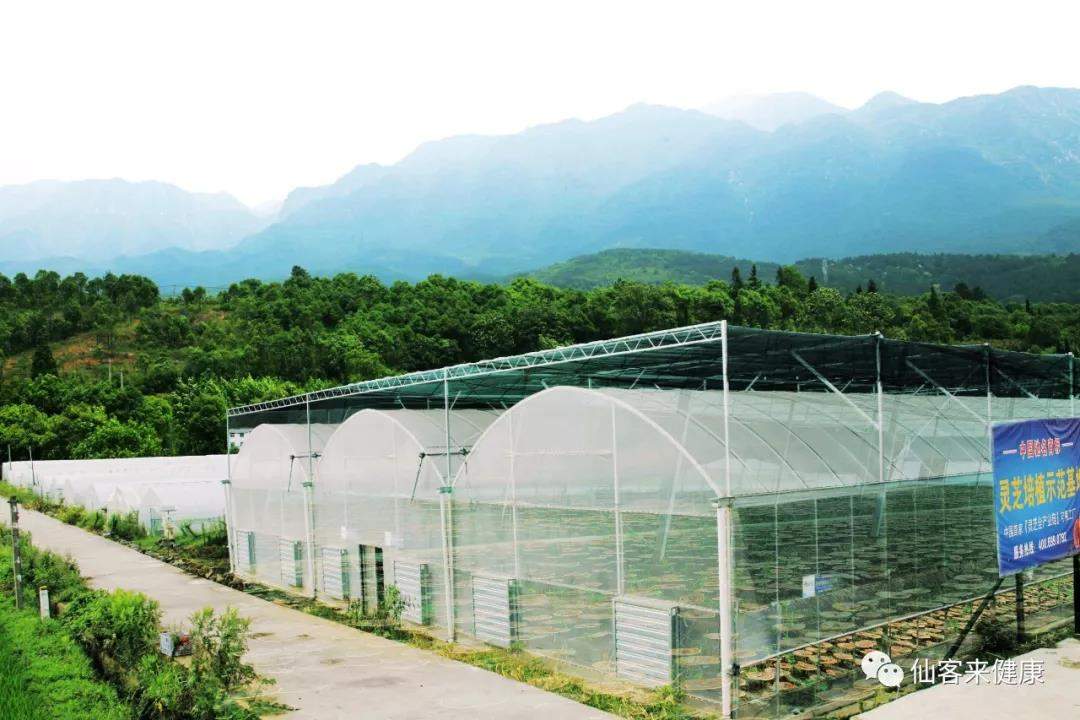 中國靈芝十大品牌|仙客來靈芝|仙客來靈芝破壁孢子粉|仙客來孢子油|仙客來靈芝飲片|仙客來破壁孢子粉|仙客來靈芝中藥飲片|馳名商標|tianyabagua.cn| 中國靈芝十大品牌|仙客來靈芝|仙客來靈芝破壁孢子粉|仙客來孢子油|仙客來靈芝飲片|仙客來破壁孢子粉|仙客來靈芝中藥飲片|馳名商標|tianyabagua.cn|