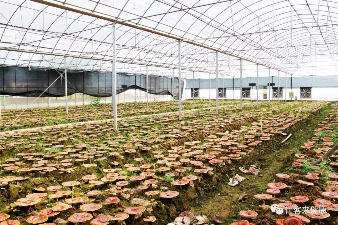 中國靈芝十大品牌|仙客來靈芝|仙客來靈芝破壁孢子粉|仙客來孢子油|仙客來靈芝飲片|仙客來破壁孢子粉|仙客來靈芝中藥飲片|馳名商標|tianyabagua.cn| 中國靈芝十大品牌|仙客來靈芝|仙客來靈芝破壁孢子粉|仙客來孢子油|仙客來靈芝飲片|仙客來破壁孢子粉|仙客來靈芝中藥飲片|馳名商標|tianyabagua.cn|