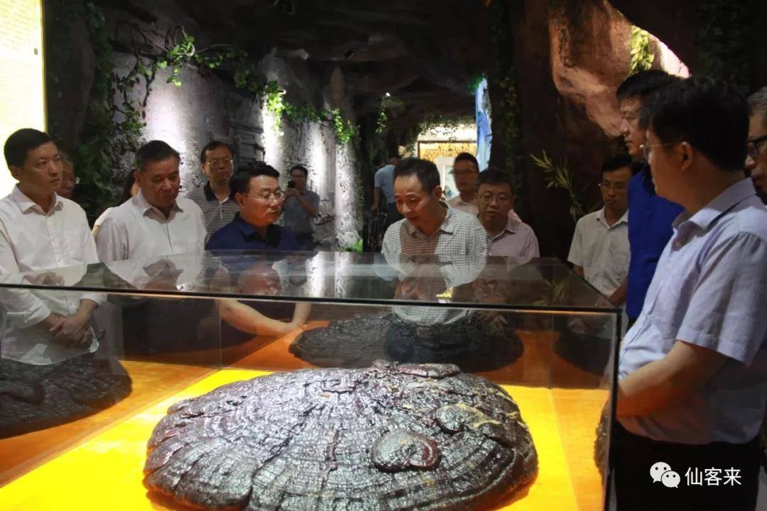 杭州亞運會官方靈芝產(chǎn)品供應商|杭州亞運會官方供應商|中國靈芝十大品牌|仙客來靈芝|仙客來靈芝破壁孢子粉|仙客來孢子油|仙客來靈芝飲片|仙客來破壁孢子粉|靈芝孢子油|孢子粉|靈芝破壁孢子粉|靈芝|中華老字號