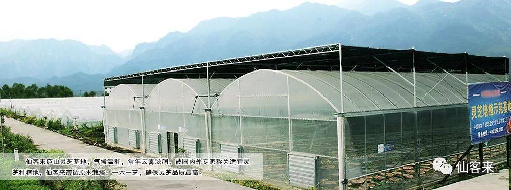 杭州亞運(yùn)會官方靈芝產(chǎn)品供應(yīng)商|杭州亞運(yùn)會官方供應(yīng)商|中國靈芝十大品牌|仙客來靈芝|仙客來靈芝破壁孢子粉|仙客來孢子油|仙客來靈芝飲片|仙客來破壁孢子粉|靈芝孢子油|孢子粉|靈芝破壁孢子粉|靈芝|中華老字號 杭州亞運(yùn)會官方靈芝產(chǎn)品供應(yīng)商|杭州亞運(yùn)會官方供應(yīng)商|中國靈芝十大品牌|仙客來靈芝|仙客來靈芝破壁孢子粉|仙客來孢子油|仙客來靈芝飲片|仙客來破壁孢子粉|靈芝孢子油|孢子粉|靈芝破壁孢子粉|靈芝|中華老字號