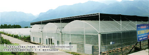 中國靈芝十大品牌|仙客來靈芝|仙客來靈芝破壁孢子粉|仙客來孢子油|仙客來靈芝飲片|仙客來破壁孢子粉|仙客來靈芝中藥飲片|馳名商標(biāo)|tianyabagua.cn|