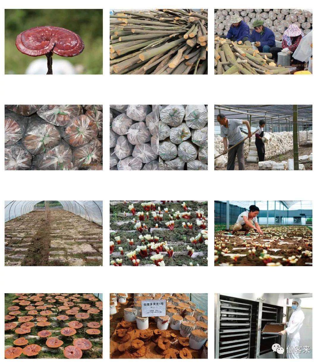 中國靈芝十大品牌|仙客來靈芝|仙客來靈芝破壁孢子粉|仙客來孢子油|仙客來靈芝飲片|仙客來破壁孢子粉|仙客來靈芝中藥飲片|馳名商標|tianyabagua.cn|