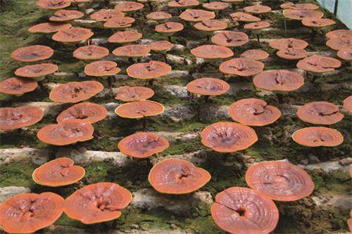 1594200329285466.jpg 靈芝圖片.jpg