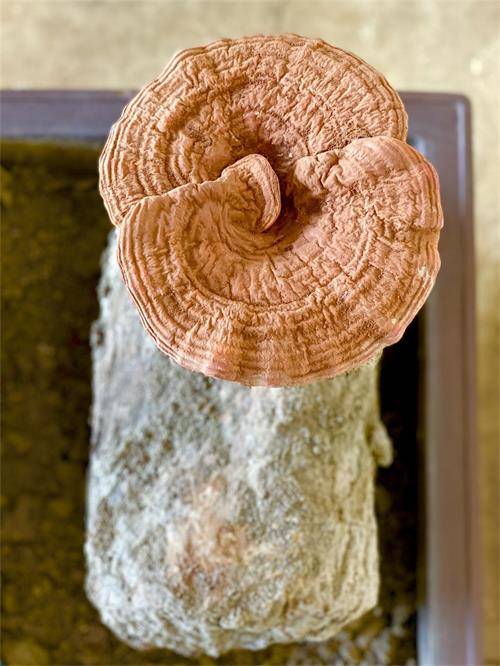 1594890630741649.jpeg IMG_4966.jpeg