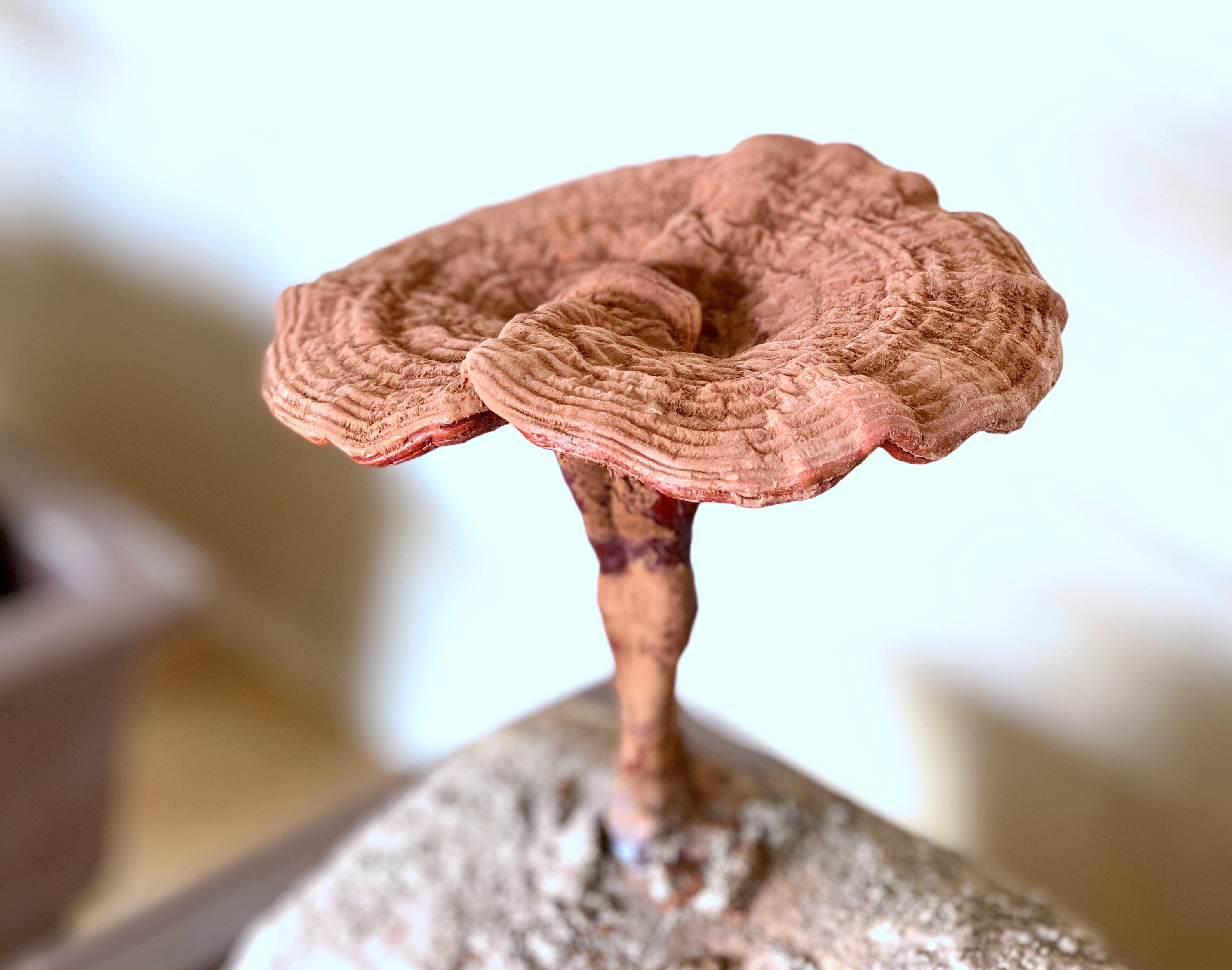 杭州亞運(yùn)會官方靈芝產(chǎn)品供應(yīng)商|杭州亞運(yùn)會官方供應(yīng)商|中國靈芝十大品牌|仙客來靈芝|仙客來靈芝破壁孢子粉|仙客來孢子油|仙客來靈芝飲片|仙客來破壁孢子粉|靈芝孢子油|孢子粉|靈芝破壁孢子粉|靈芝|中華老字號 杭州亞運(yùn)會官方靈芝產(chǎn)品供應(yīng)商|杭州亞運(yùn)會官方供應(yīng)商|中國靈芝十大品牌|仙客來靈芝|仙客來靈芝破壁孢子粉|仙客來孢子油|仙客來靈芝飲片|仙客來破壁孢子粉|靈芝孢子油|孢子粉|靈芝破壁孢子粉|靈芝|中華老字號