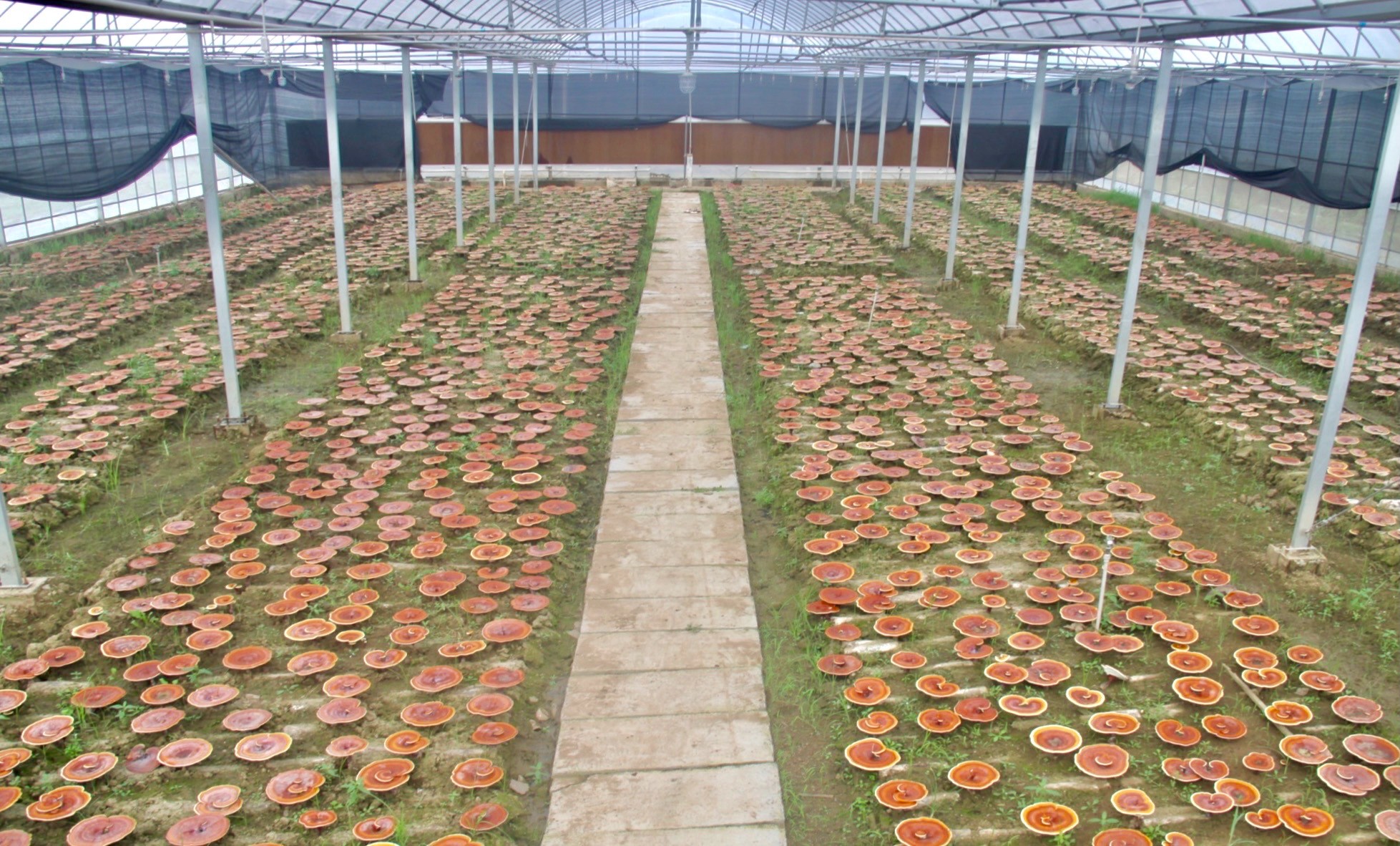 杭州亞運(yùn)會(huì)官方靈芝產(chǎn)品供應(yīng)商|杭州亞運(yùn)會(huì)官方供應(yīng)商|中國(guó)靈芝十大品牌|仙客來靈芝|仙客來靈芝破壁孢子粉|仙客來孢子油|仙客來靈芝飲片|仙客來破壁孢子粉|靈芝孢子油|孢子粉|靈芝破壁孢子粉|靈芝|中華老字號(hào)