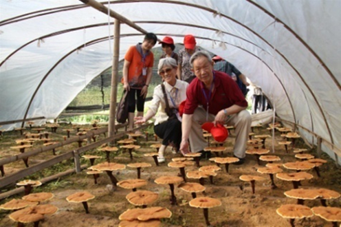 杭州亞運(yùn)會(huì)官方靈芝產(chǎn)品供應(yīng)商|杭州亞運(yùn)會(huì)官方供應(yīng)商|中國靈芝十大品牌|仙客來靈芝|仙客來靈芝破壁孢子粉|仙客來孢子油|仙客來靈芝飲片|仙客來破壁孢子粉|靈芝孢子油|孢子粉|靈芝破壁孢子粉|靈芝|中華老字號