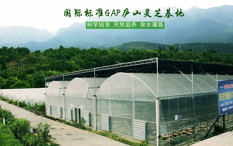 杭州亞運(yùn)會(huì)官方靈芝產(chǎn)品供應(yīng)商|杭州亞運(yùn)會(huì)官方供應(yīng)商|中國靈芝十大品牌|仙客來靈芝|仙客來靈芝破壁孢子粉|仙客來孢子油|仙客來靈芝飲片|仙客來破壁孢子粉|靈芝孢子油|孢子粉|靈芝破壁孢子粉|靈芝|中華老字號(hào)