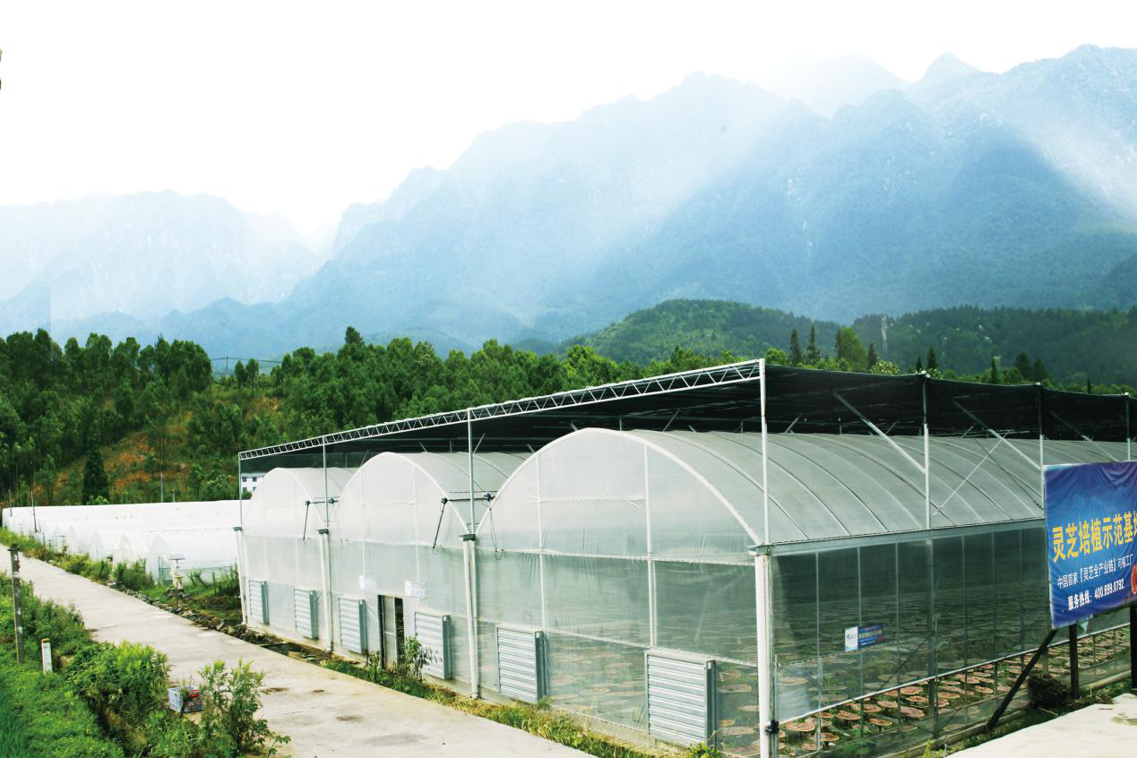 杭州亞運(yùn)會官方靈芝產(chǎn)品供應(yīng)商|杭州亞運(yùn)會官方供應(yīng)商|中國靈芝十大品牌|仙客來靈芝|仙客來靈芝破壁孢子粉|仙客來孢子油|仙客來靈芝飲片|仙客來破壁孢子粉|靈芝孢子油|孢子粉|靈芝破壁孢子粉|靈芝|中華老字號 杭州亞運(yùn)會官方靈芝產(chǎn)品供應(yīng)商|杭州亞運(yùn)會官方供應(yīng)商|中國靈芝十大品牌|仙客來靈芝|仙客來靈芝破壁孢子粉|仙客來孢子油|仙客來靈芝飲片|仙客來破壁孢子粉|靈芝孢子油|孢子粉|靈芝破壁孢子粉|靈芝|中華老字號