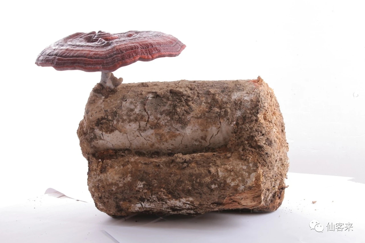 杭州亞運會官方靈芝產品供應商|杭州亞運會官方供應商|中國靈芝十大品牌|仙客來靈芝|仙客來靈芝破壁孢子粉|仙客來孢子油|仙客來靈芝飲片|仙客來破壁孢子粉|靈芝孢子油|孢子粉|靈芝破壁孢子粉|靈芝|中華老字號 杭州亞運會官方靈芝產品供應商|杭州亞運會官方供應商|中國靈芝十大品牌|仙客來靈芝|仙客來靈芝破壁孢子粉|仙客來孢子油|仙客來靈芝飲片|仙客來破壁孢子粉|靈芝孢子油|孢子粉|靈芝破壁孢子粉|靈芝|中華老字號