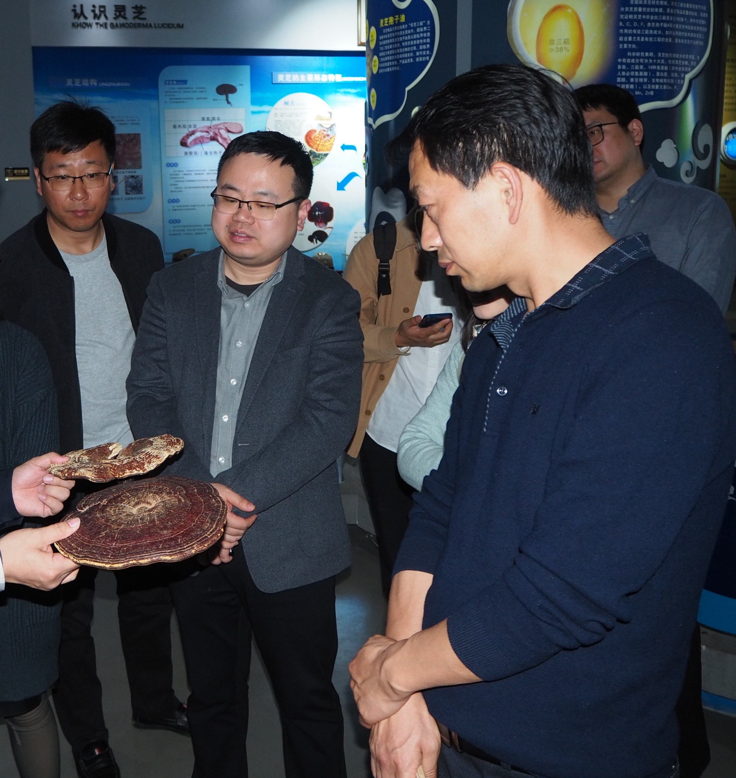 杭州亞運(yùn)會(huì)官方靈芝產(chǎn)品供應(yīng)商|杭州亞運(yùn)會(huì)官方供應(yīng)商|中國(guó)靈芝十大品牌|仙客來(lái)靈芝|仙客來(lái)靈芝破壁孢子粉|仙客來(lái)孢子油|仙客來(lái)靈芝飲片|仙客來(lái)破壁孢子粉|靈芝孢子油|孢子粉|靈芝破壁孢子粉|靈芝|中華老字號(hào)