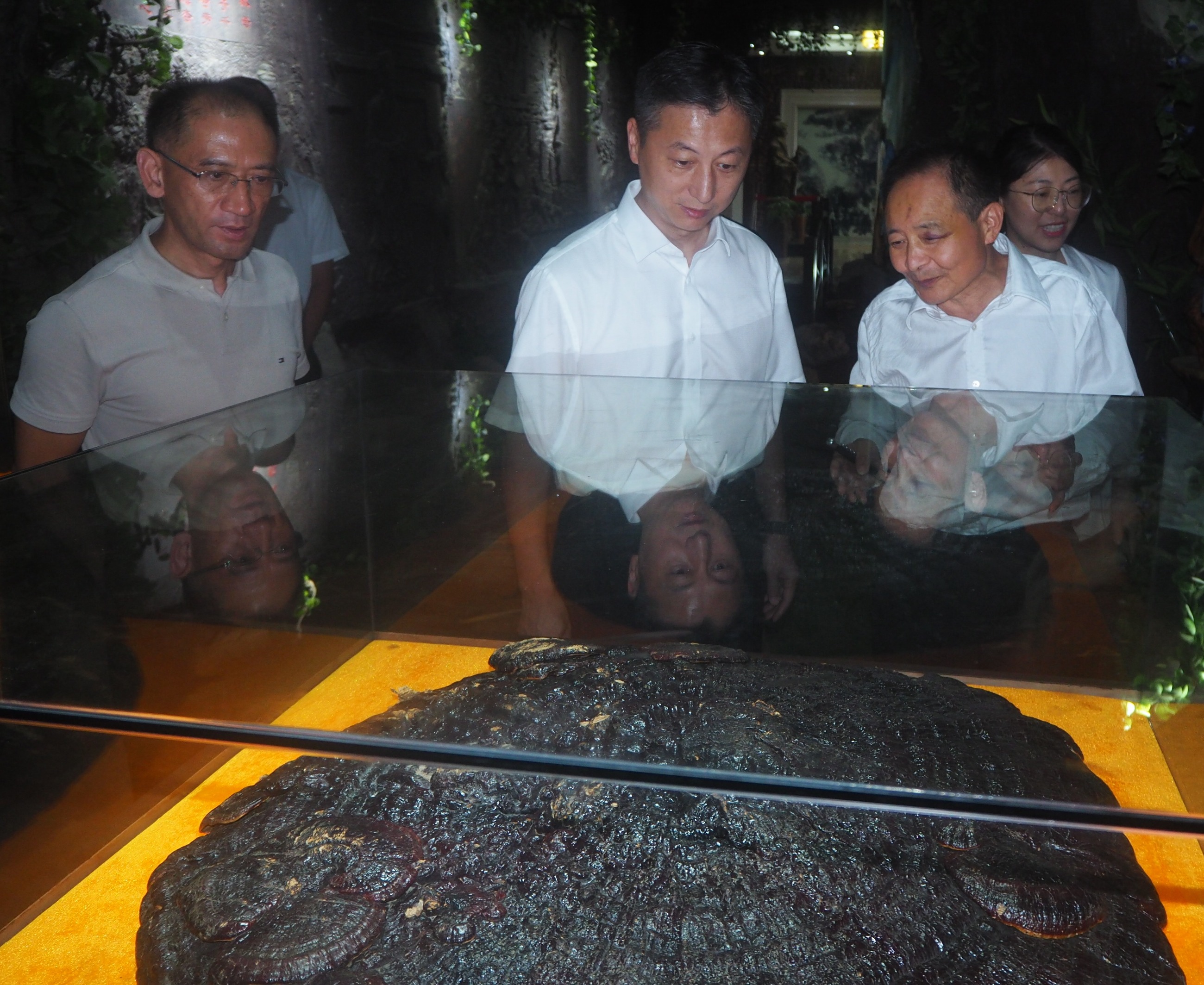 杭州亞運(yùn)會(huì)官方靈芝產(chǎn)品供應(yīng)商|杭州亞運(yùn)會(huì)官方供應(yīng)商|中國(guó)靈芝十大品牌|仙客來靈芝|仙客來靈芝破壁孢子粉|仙客來孢子油|仙客來靈芝飲片|仙客來破壁孢子粉|靈芝孢子油|孢子粉|靈芝破壁孢子粉|靈芝|中華老字號(hào)