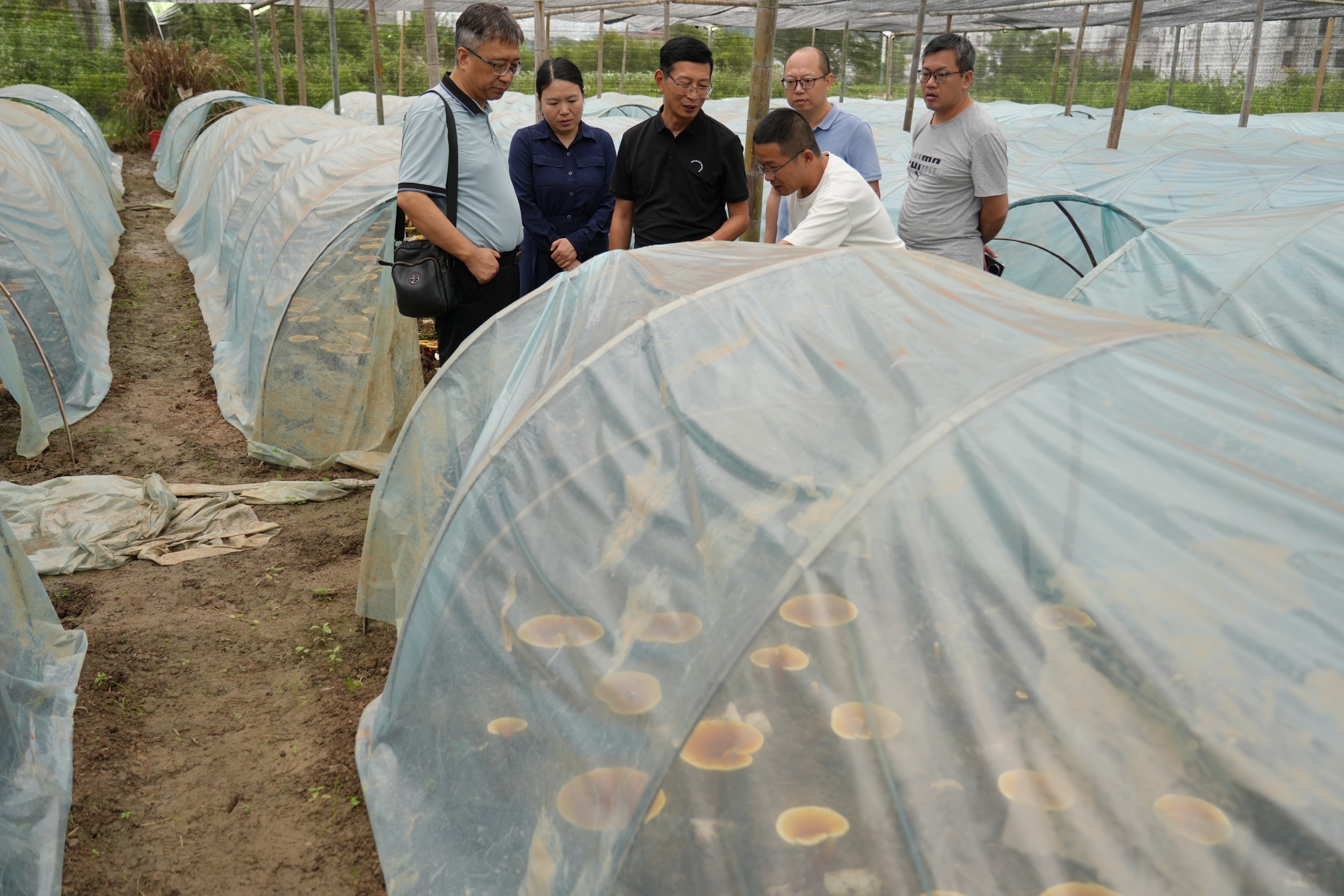 杭州亞運(yùn)會(huì)官方靈芝產(chǎn)品供應(yīng)商|杭州亞運(yùn)會(huì)官方供應(yīng)商|中國(guó)靈芝十大品牌|仙客來靈芝|仙客來靈芝破壁孢子粉|仙客來孢子油|仙客來靈芝飲片|仙客來破壁孢子粉|靈芝孢子油|孢子粉|靈芝破壁孢子粉|靈芝|中華老字號(hào)