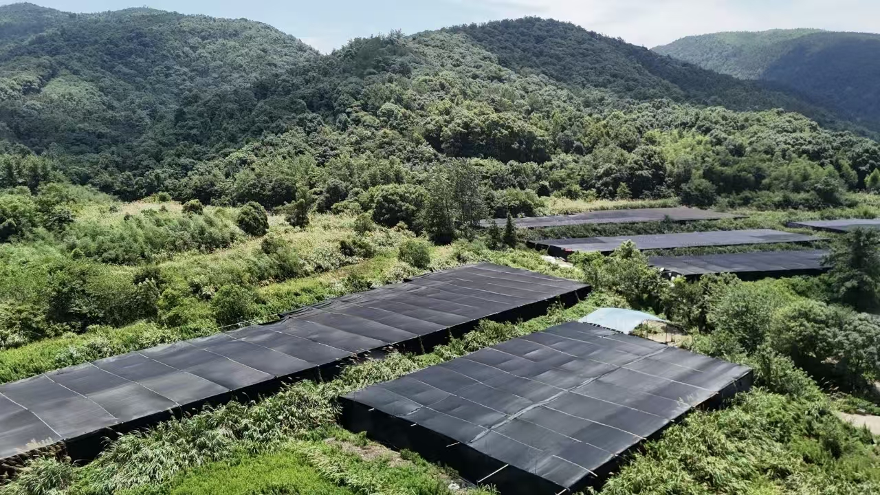 杭州亞運會官方靈芝產(chǎn)品供應(yīng)商|杭州亞運會官方供應(yīng)商|中國靈芝十大品牌|仙客來靈芝|仙客來靈芝破壁孢子粉|仙客來孢子油|仙客來靈芝飲片|仙客來破壁孢子粉|靈芝孢子油|孢子粉|靈芝破壁孢子粉|靈芝|中華老字號 杭州亞運會官方靈芝產(chǎn)品供應(yīng)商|杭州亞運會官方供應(yīng)商|中國靈芝十大品牌|仙客來靈芝|仙客來靈芝破壁孢子粉|仙客來孢子油|仙客來靈芝飲片|仙客來破壁孢子粉|靈芝孢子油|孢子粉|靈芝破壁孢子粉|靈芝|中華老字號