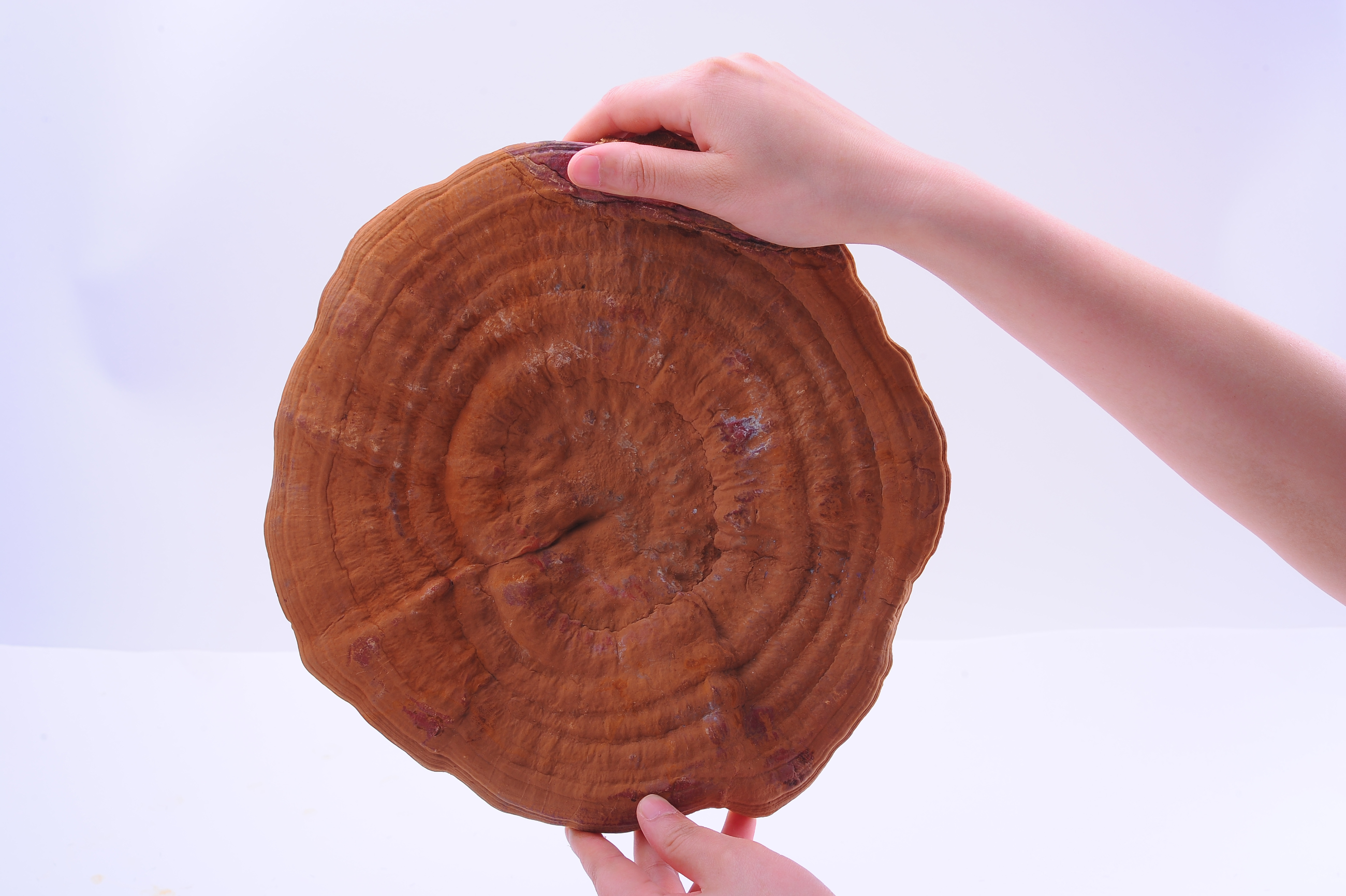 杭州亞運(yùn)會(huì)官方靈芝產(chǎn)品供應(yīng)商|杭州亞運(yùn)會(huì)官方供應(yīng)商|中國(guó)靈芝十大品牌|仙客來靈芝|仙客來靈芝破壁孢子粉|仙客來孢子油|仙客來靈芝飲片|仙客來破壁孢子粉|靈芝孢子油|孢子粉|靈芝破壁孢子粉|靈芝|中華老字號(hào)