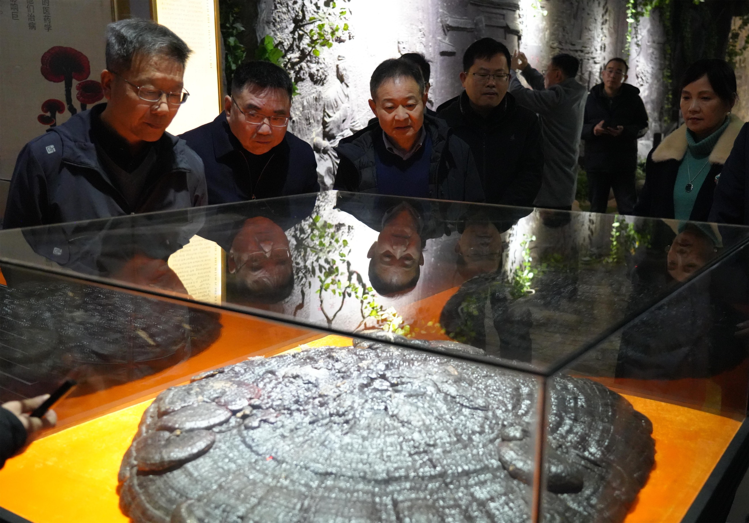 杭州亞運會官方靈芝產(chǎn)品供應(yīng)商|杭州亞運會官方供應(yīng)商|中國靈芝十大品牌|仙客來靈芝|仙客來靈芝破壁孢子粉|仙客來孢子油|仙客來靈芝飲片|仙客來破壁孢子粉|靈芝孢子油|孢子粉|靈芝破壁孢子粉|靈芝|中華老字號