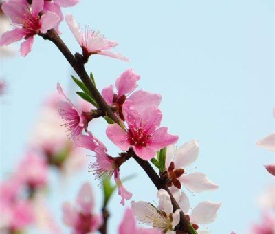 清明小長假謹(jǐn)防疫情！健康長壽請謹(jǐn)記這“三個字”